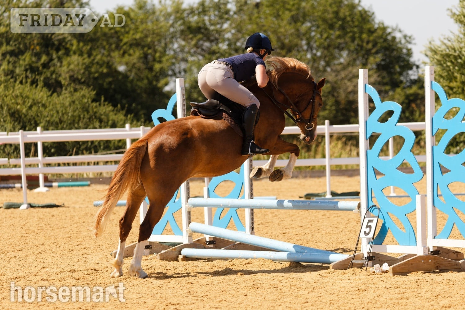 Rugby "Annod Purdy Queen" Chestnut Mare Pony Club Pony
