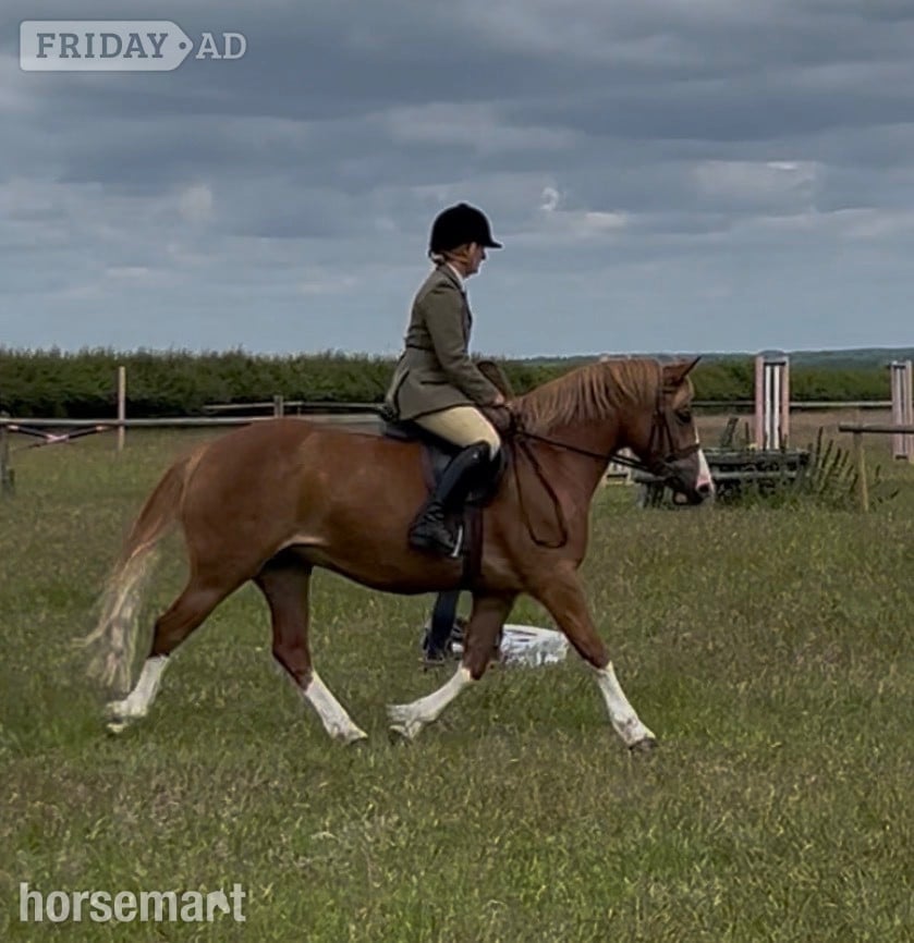 "Annod Purdy Queen" Chestnut Mare Pony Club Pony - Horses