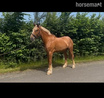 "Barney McGuire " Red Dun Gelding Cob/Heavy Horse