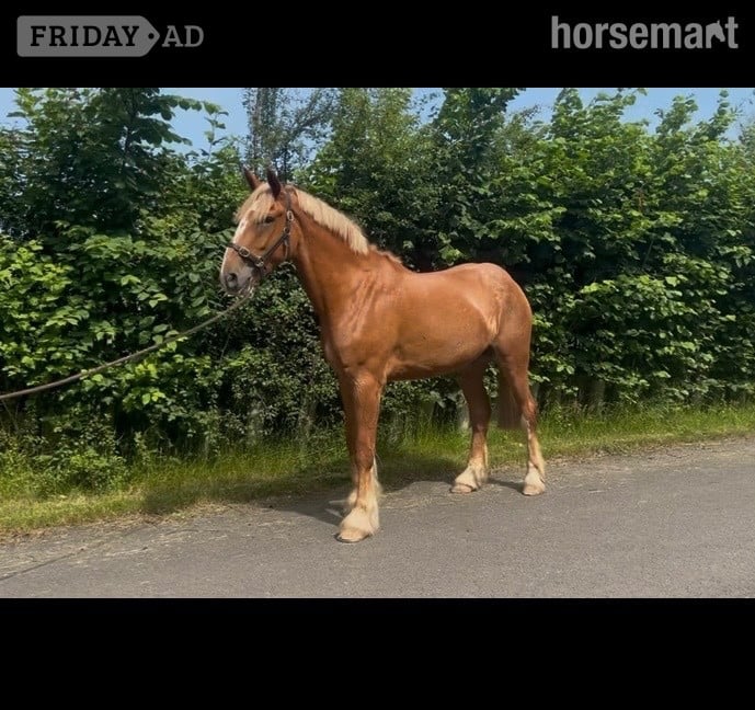 "Barney McGuire " Red Dun Gelding Cob/Heavy Horse in Lancaster