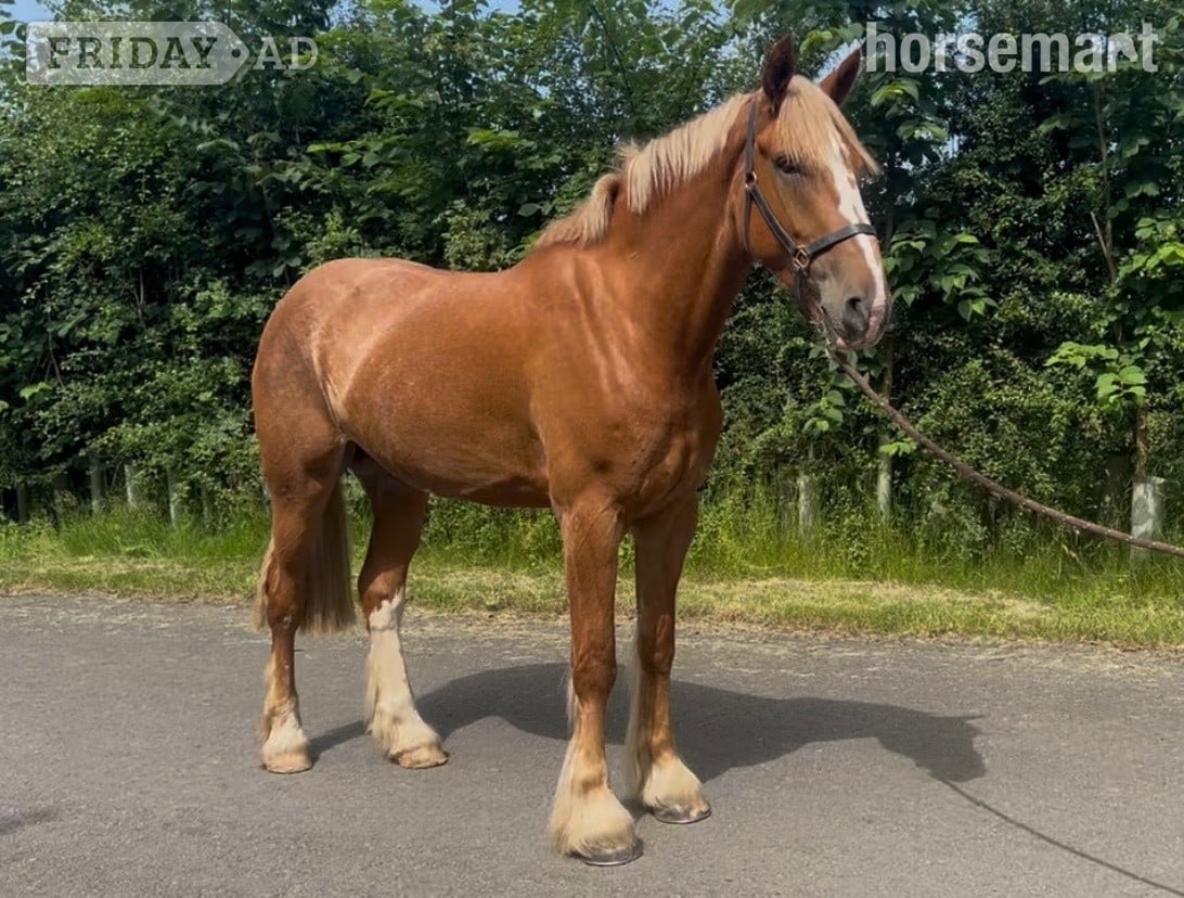 "Barney McGuire " Red Dun Gelding Cob/Heavy Horse