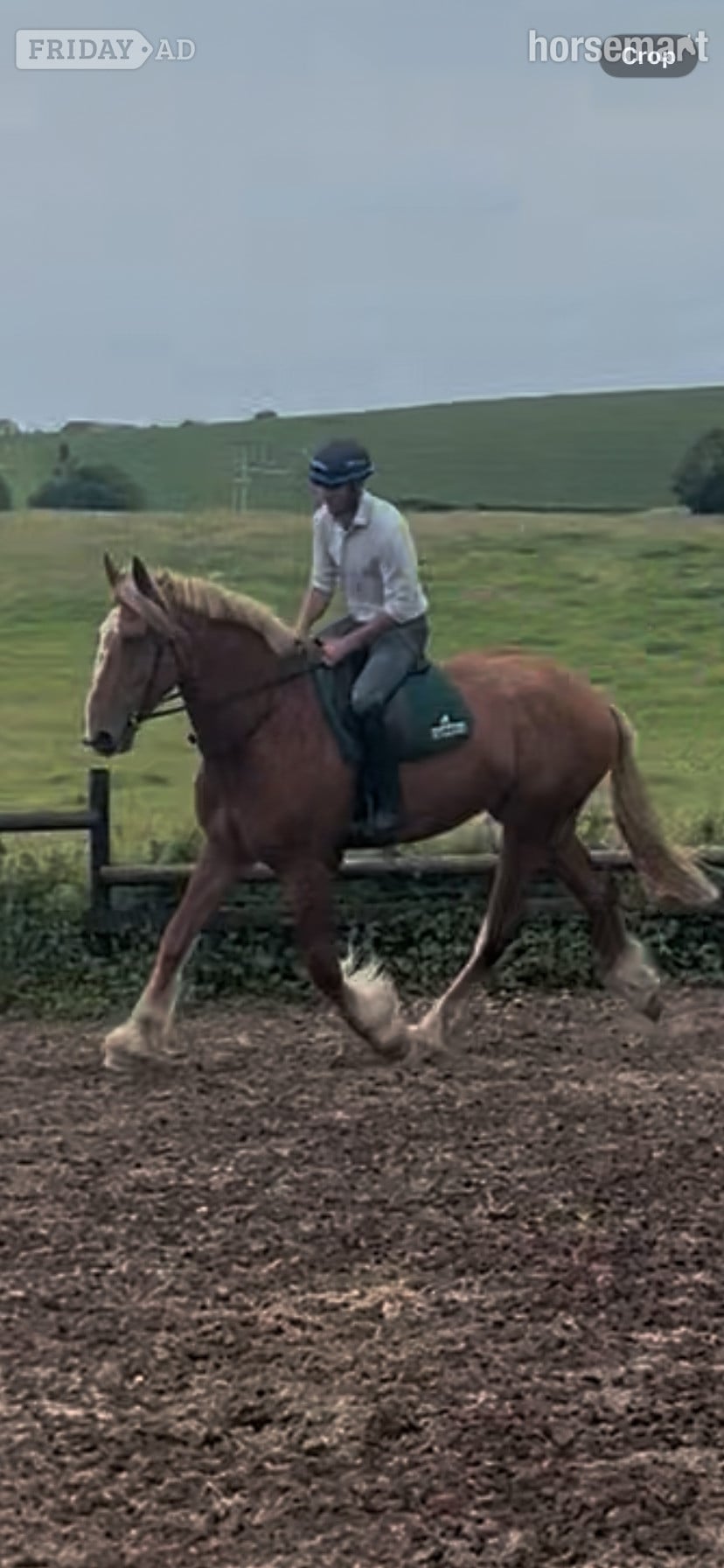 Lancaster "Barney McGuire " Red Dun Gelding Cob/Heavy Horse