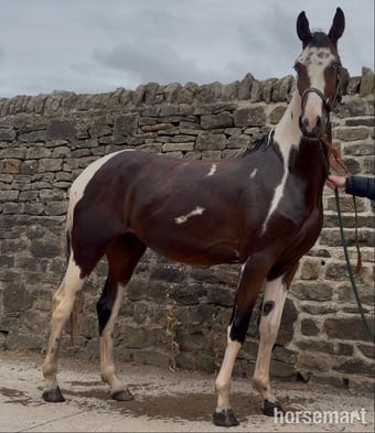 "Benji" Skewbald Gelding Coloured
