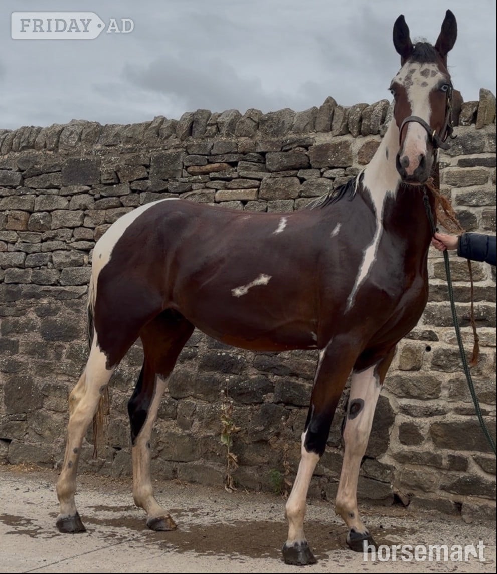 "Benji" Skewbald Gelding Coloured in Durham