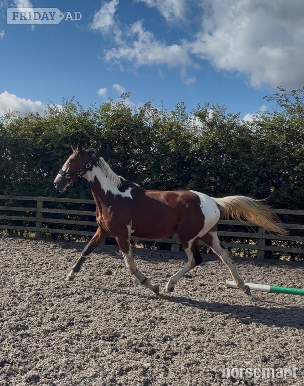 "Benji" Skewbald Gelding Coloured