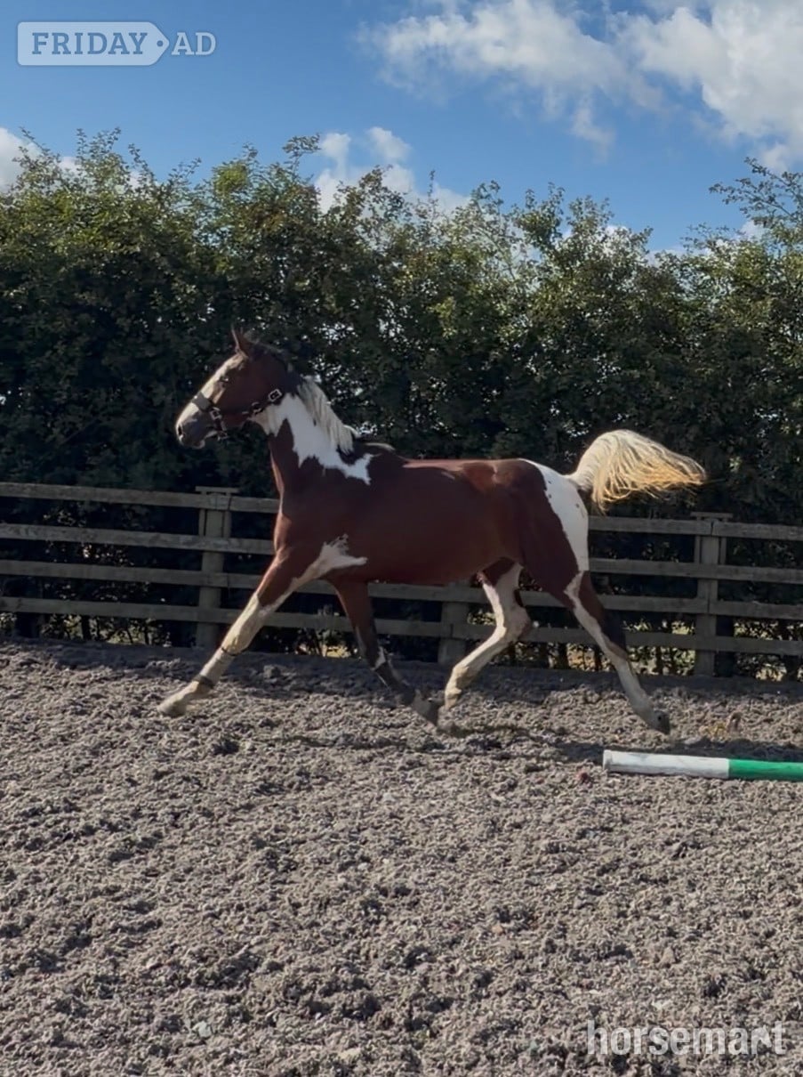 Durham "Benji" Skewbald Gelding Coloured