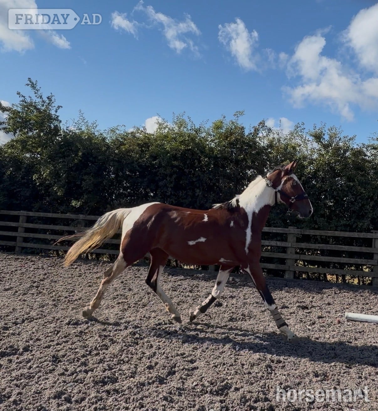 "Benji" Skewbald Gelding Coloured - Horses in Durham