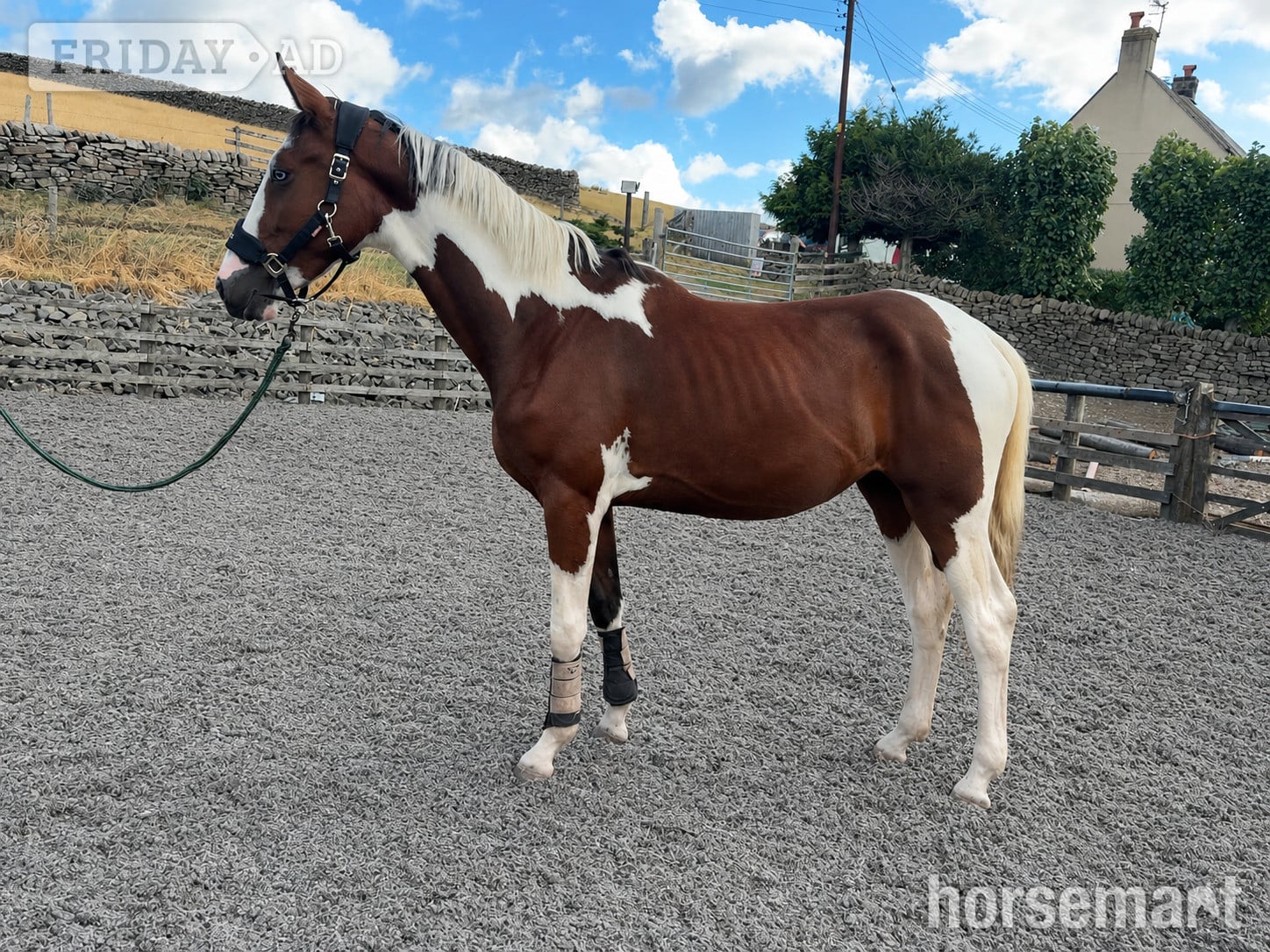 "Benji" Skewbald Gelding Coloured - Horses