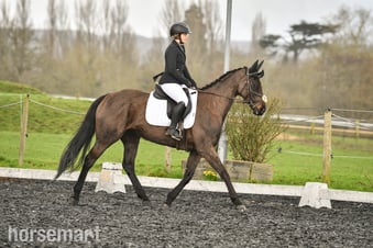 "Alfie" Black Mare Ex Racehorse