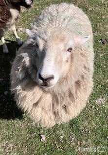 4 Romney Breeding Shearlings, Ewes