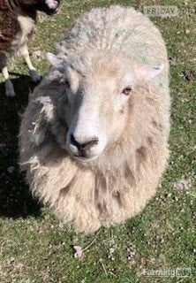 4 Romney Breeding Shearlings, Ewes in Woodnesborough