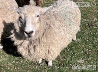 4 Romney Breeding Shearlings, Ewes