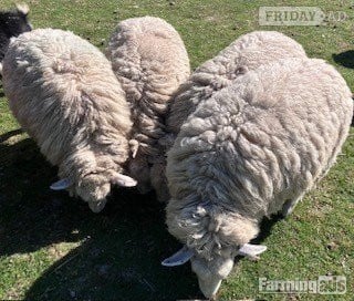 Woodnesborough 4 Romney Breeding Shearlings, Ewes