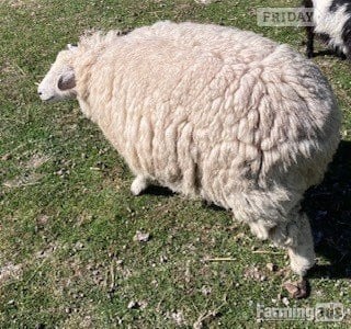 4 Romney Breeding Shearlings, Ewes - Livestock in Woodnesborough