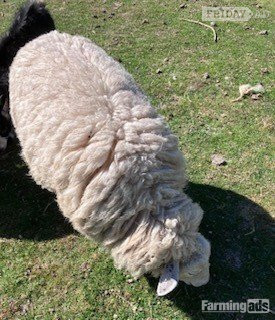 4 Romney Breeding Shearlings, Ewes - Livestock