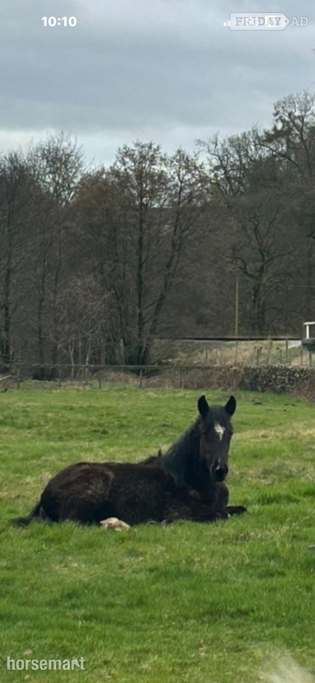 "Toby" Black Colt Youngstock / Foal
