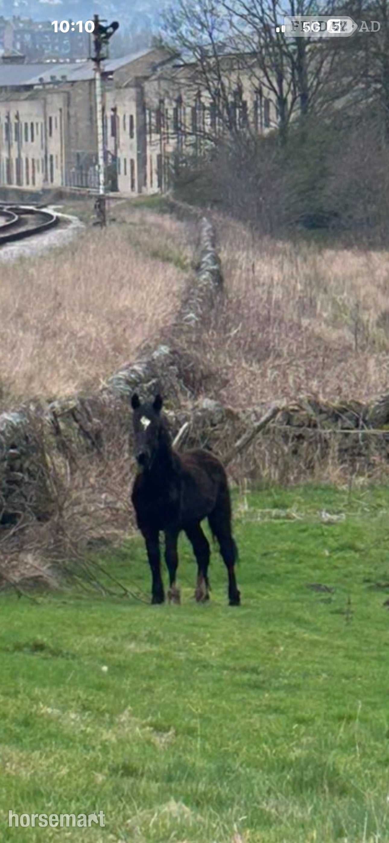 "Toby" Black Colt Youngstock / Foal in Bradford