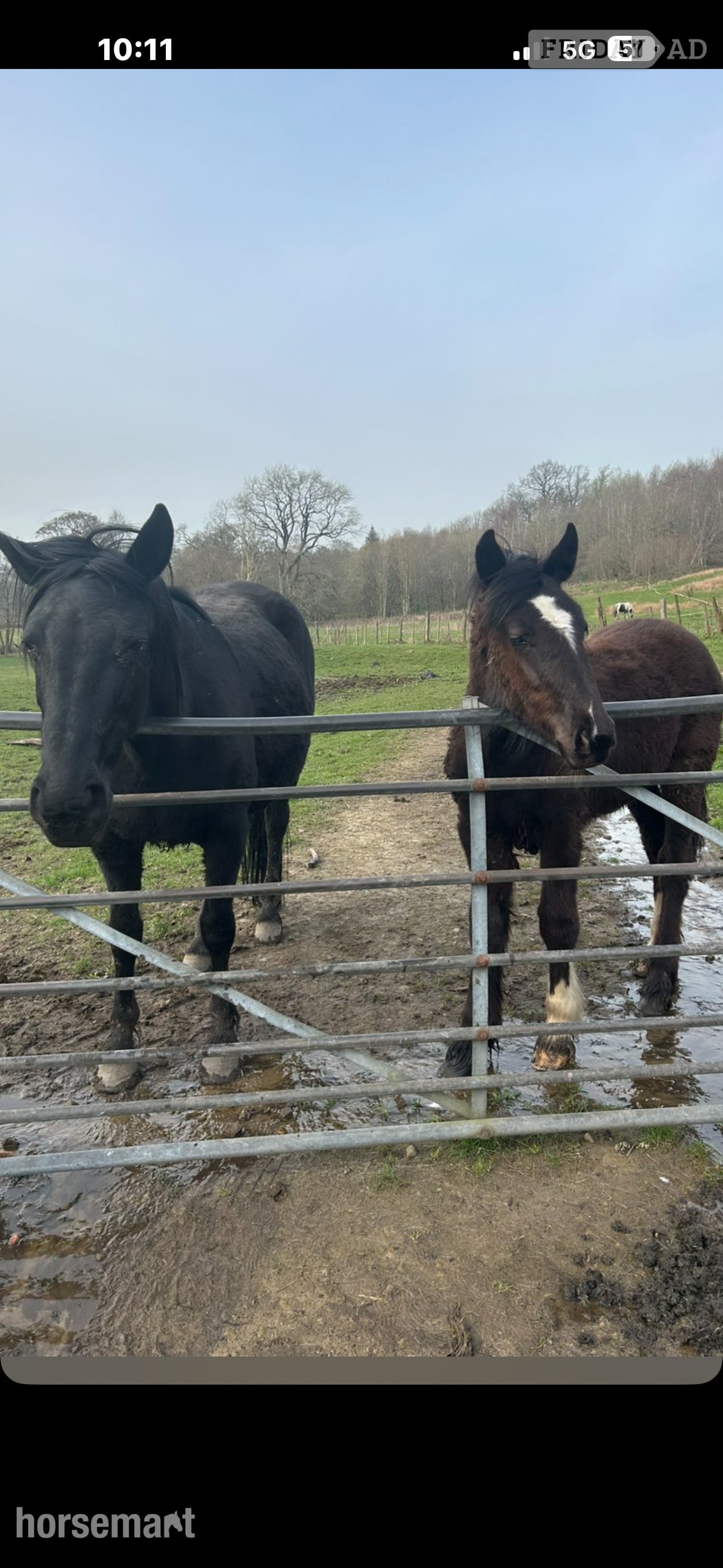 Bradford "Toby" Black Colt Youngstock / Foal