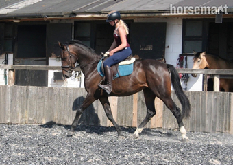 "Bambi " Bay Mare Show Jumper
