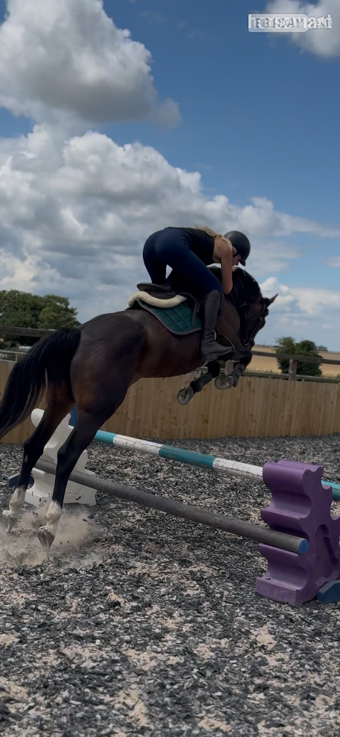 "Bambi " Bay Mare Show Jumper