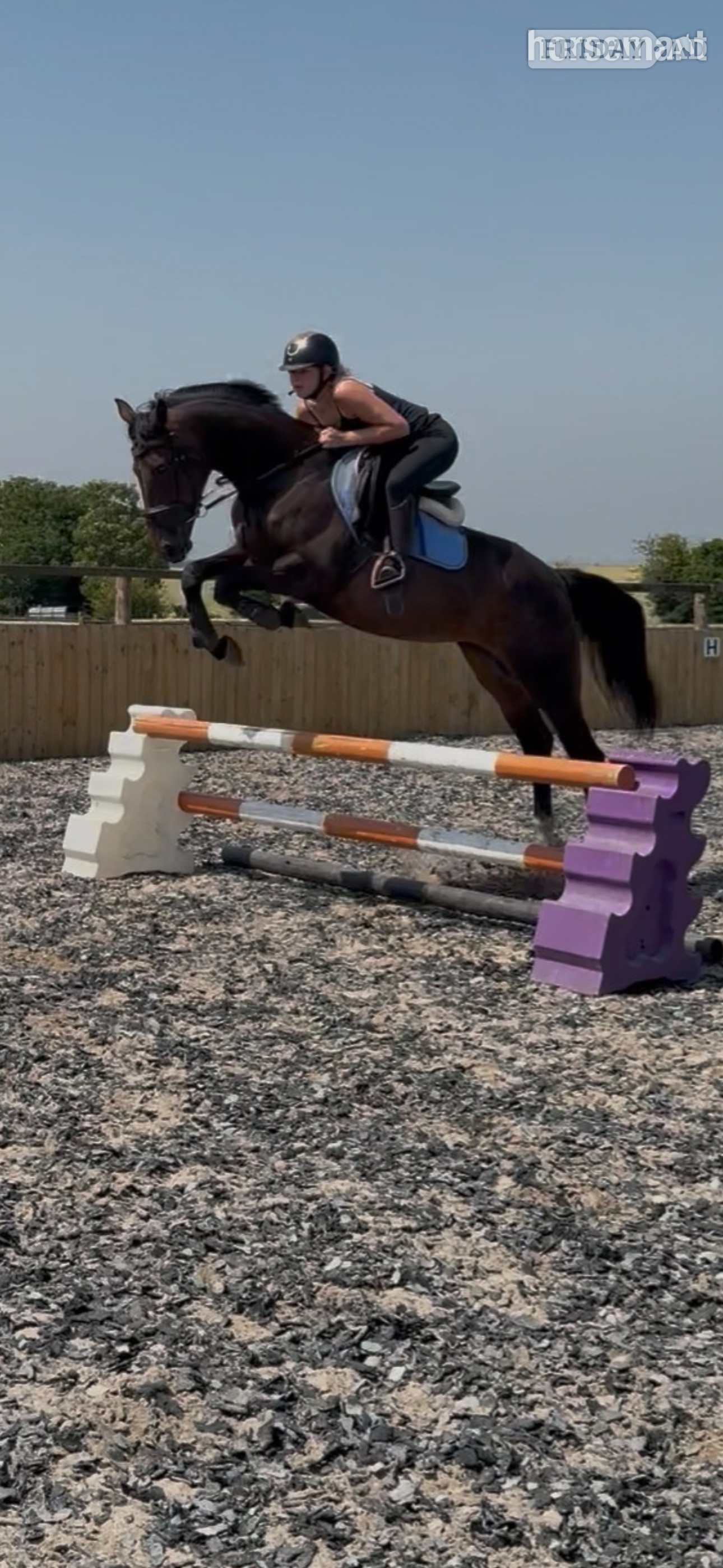 Manston "Bambi " Bay Mare Show Jumper
