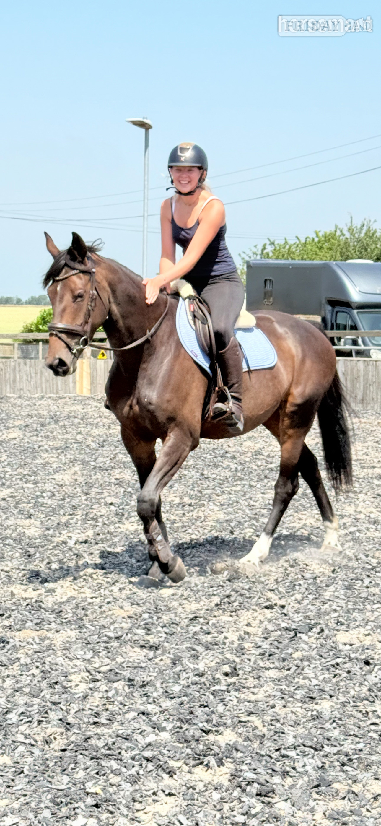 "Bambi " Bay Mare Show Jumper - Horses in Manston