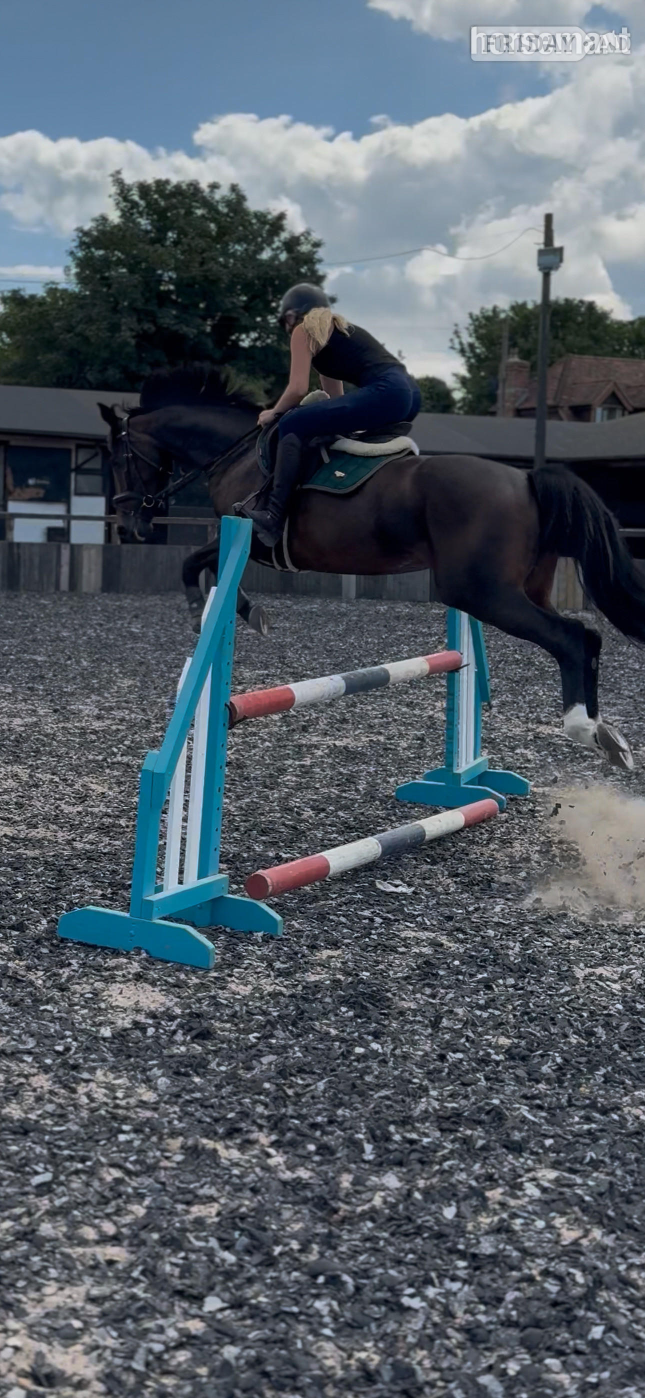 "Bambi " Bay Mare Show Jumper - Horses