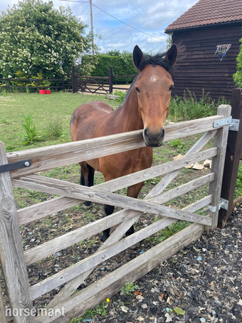"Cracker" Bay Gelding Mountain & Moorland Pony