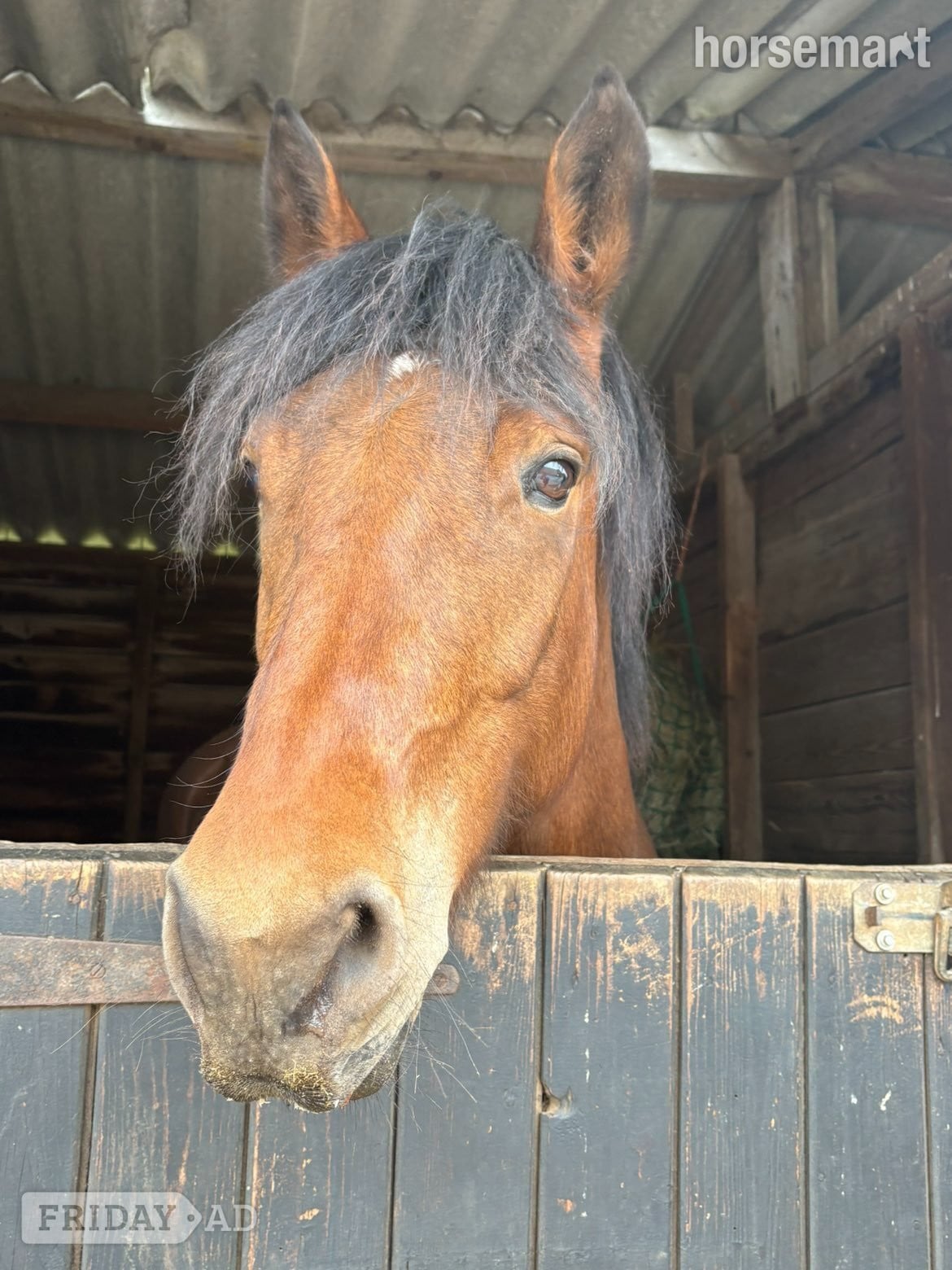 "Moon" Dark Brown Gelding Project Horse in Evesham