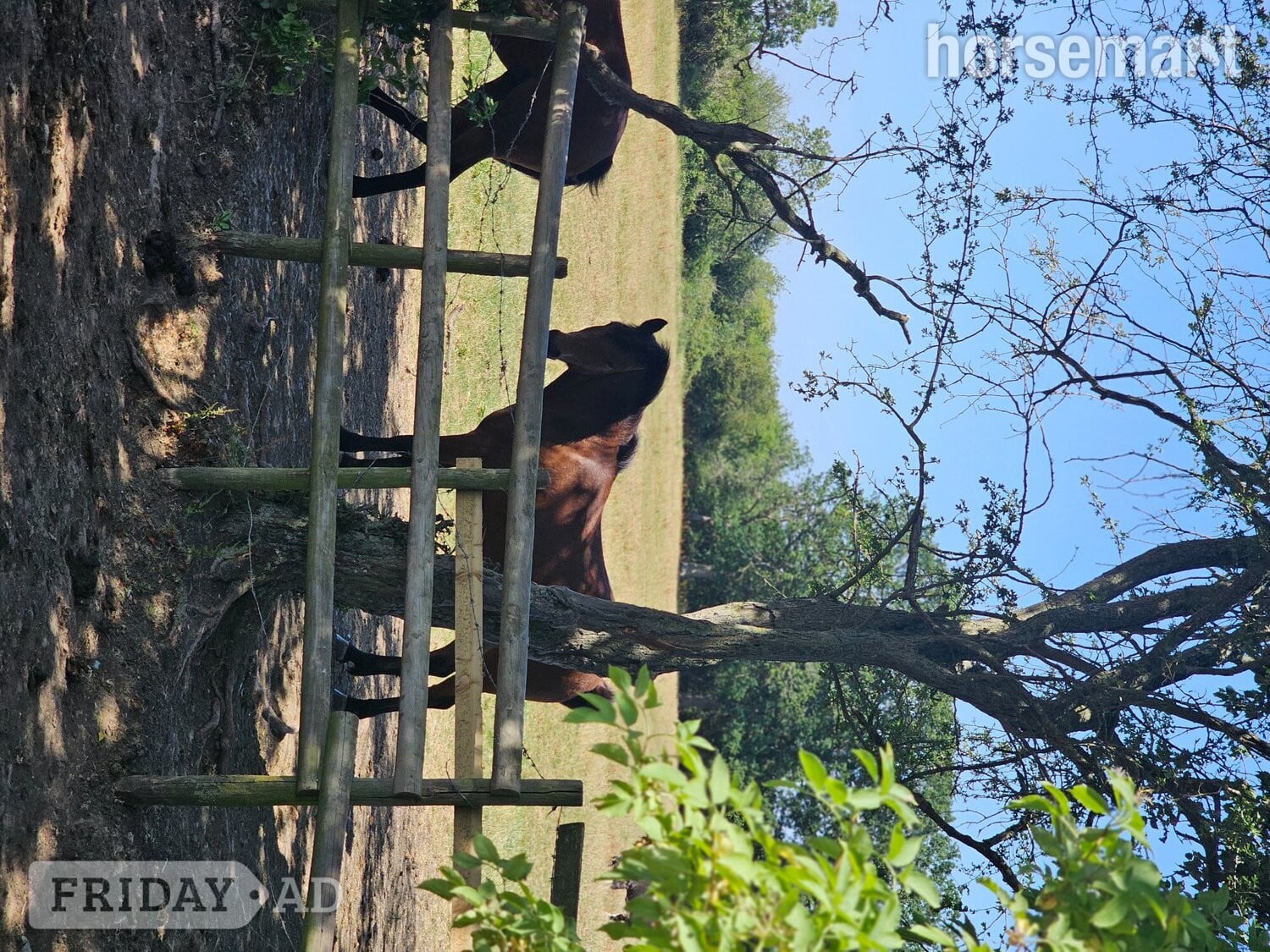 "Moon" Dark Brown Gelding Project Horse