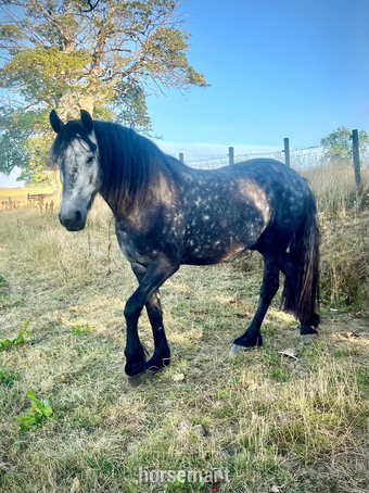 "Oscar" Dapple Grey Gelding Dressage Horse