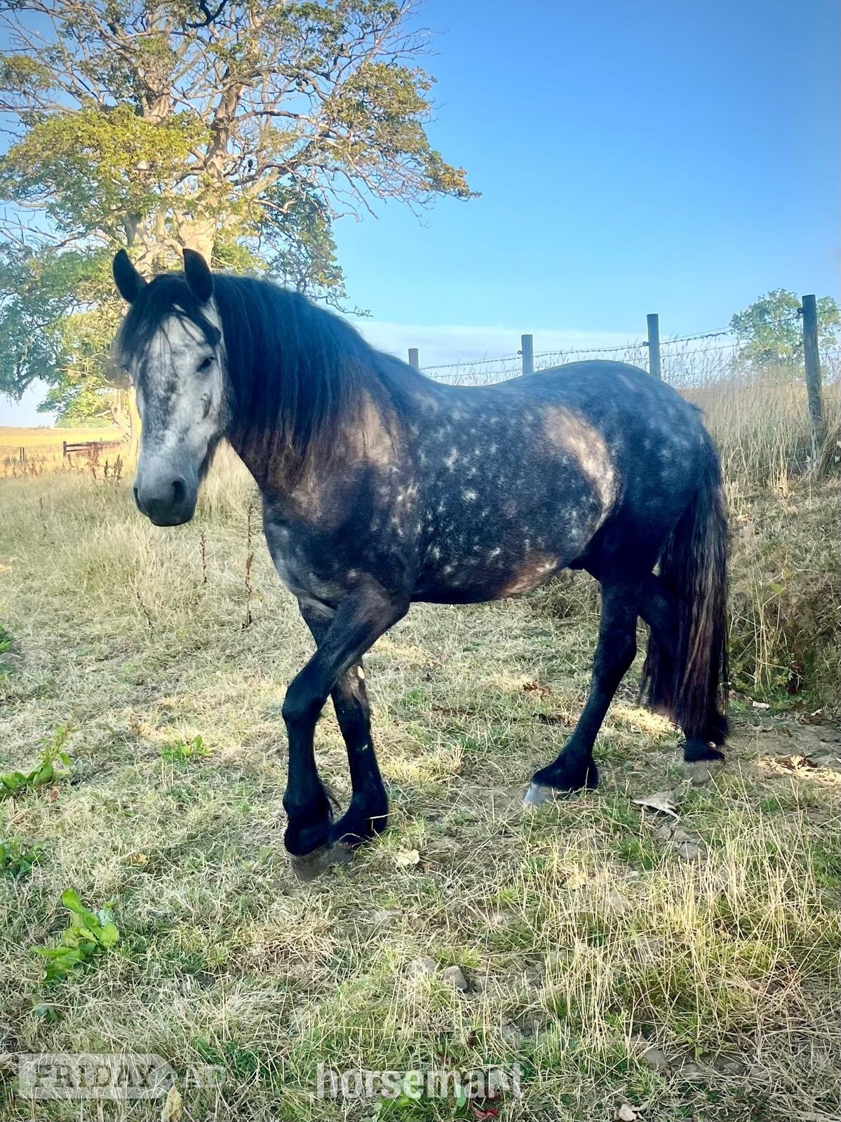 "Oscar" Dapple Grey Gelding Dressage Horse in Durham