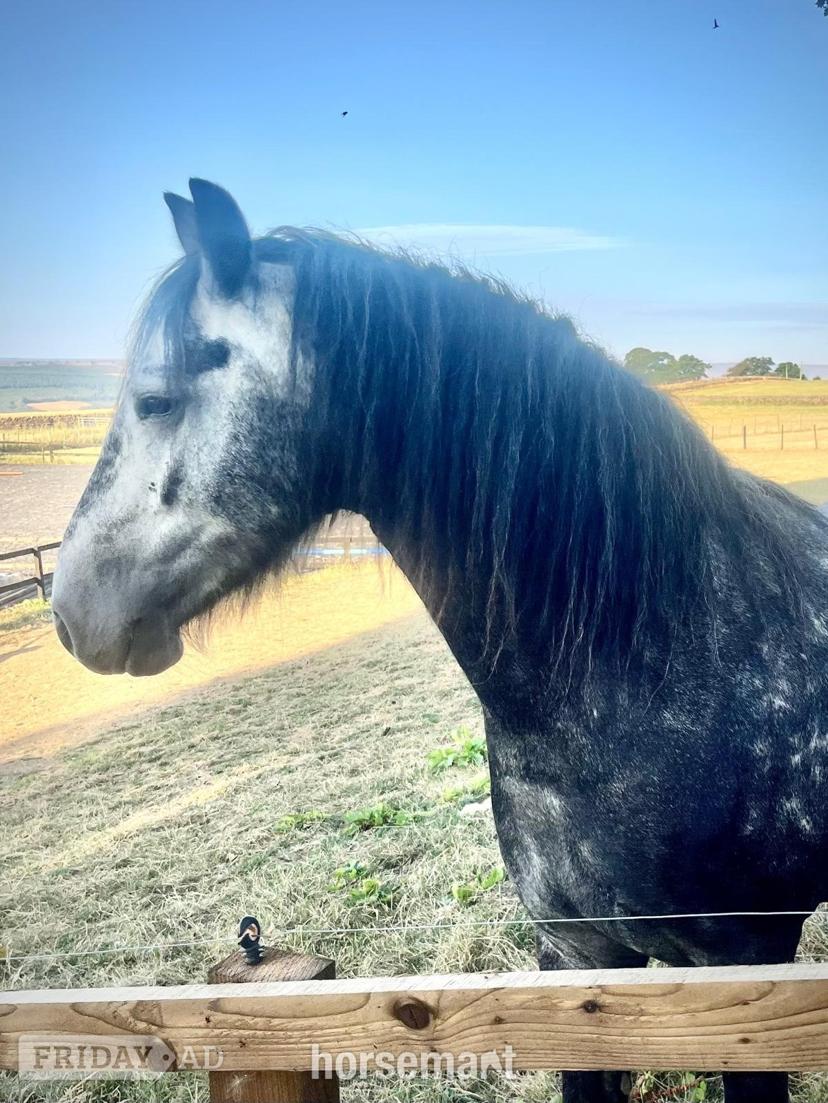 "Oscar" Dapple Grey Gelding Dressage Horse
