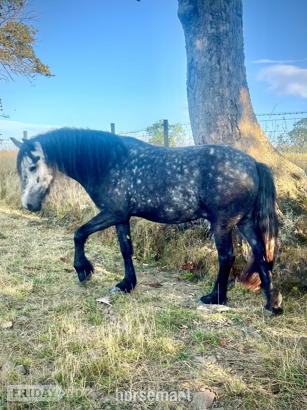 "Oscar" Dapple Grey Gelding Dressage Horse - Horses in Durham