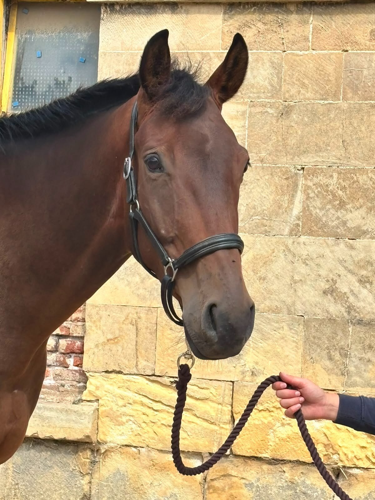 "SPS Magnetic Definition " Bay Gelding Young Sport Horse