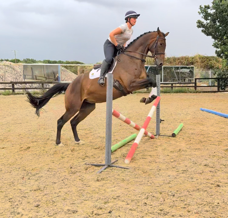 Pontefract "SPS Magnetic Definition " Bay Gelding Young Sport Horse