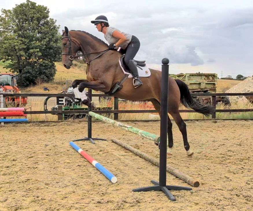 "SPS Magnetic Definition " Bay Gelding Young Sport Horse - Horses