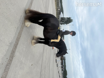 "King charmer " Black Gelding Cob/Heavy Horse