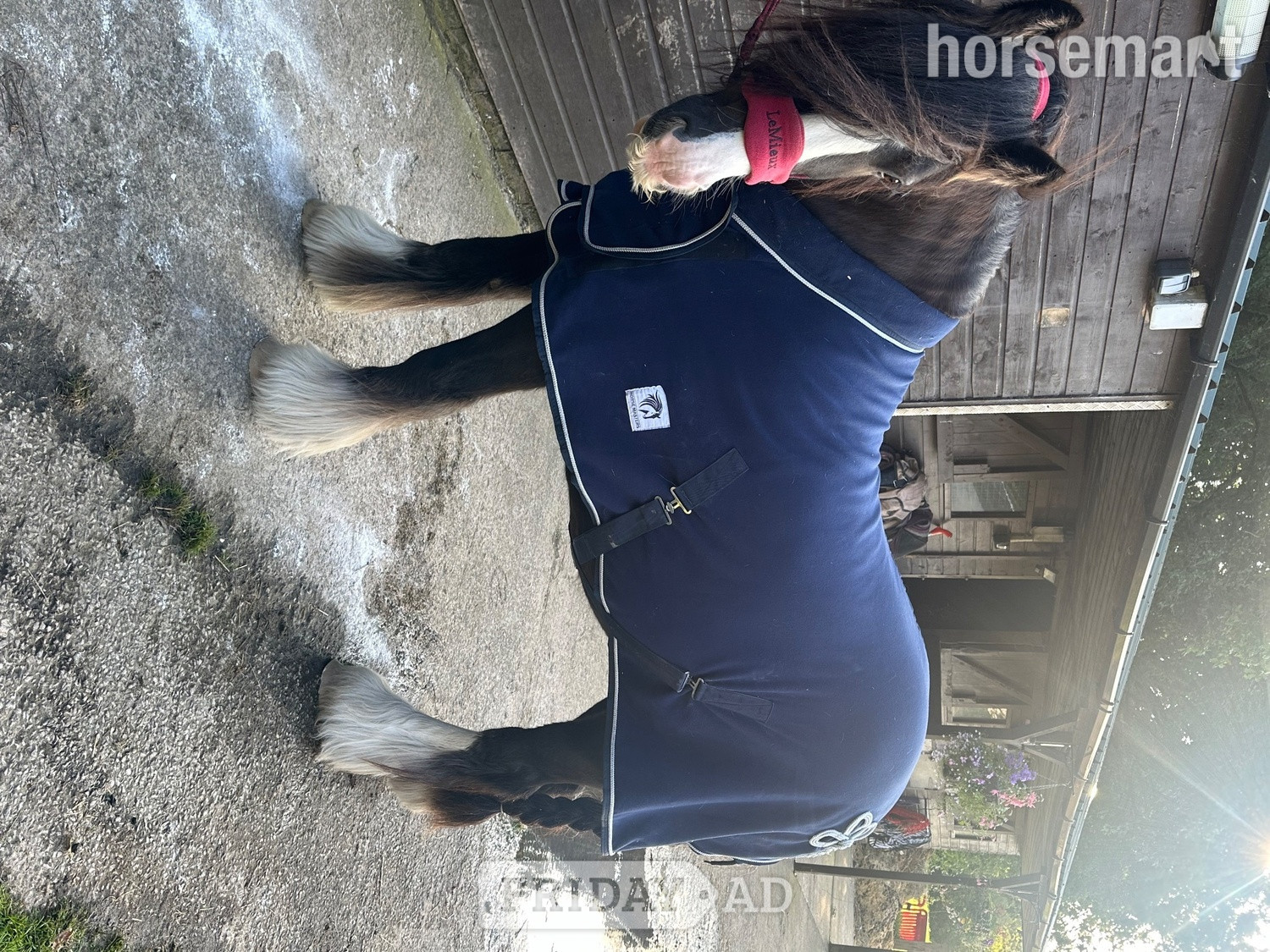 "King charmer " Black Gelding Cob/Heavy Horse