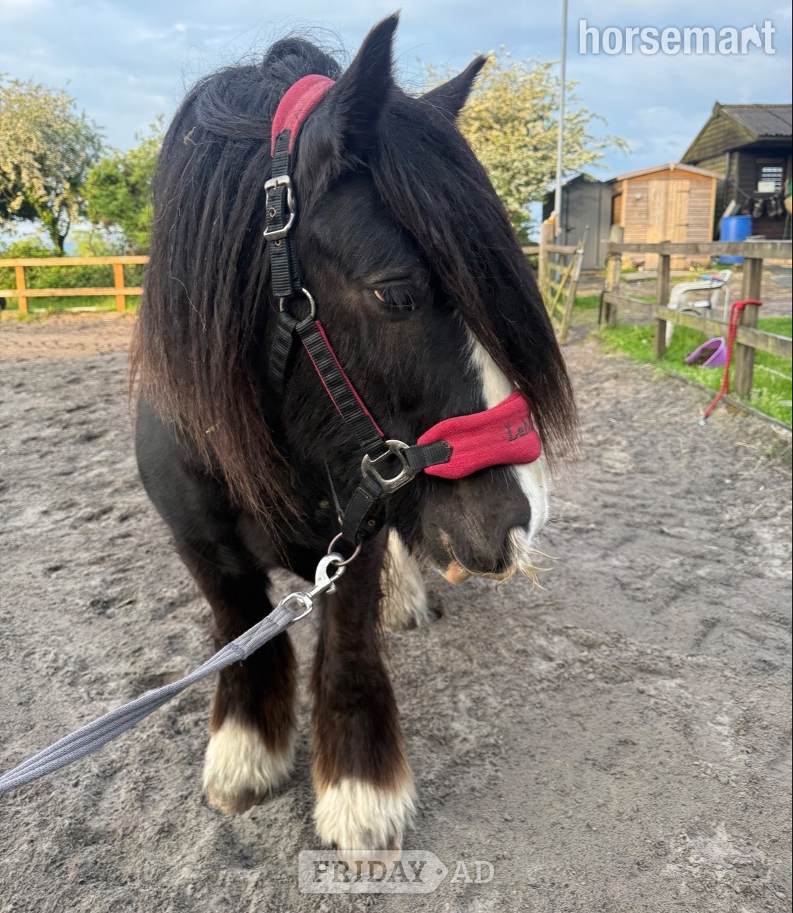 Orrell "King charmer " Black Gelding Cob/Heavy Horse