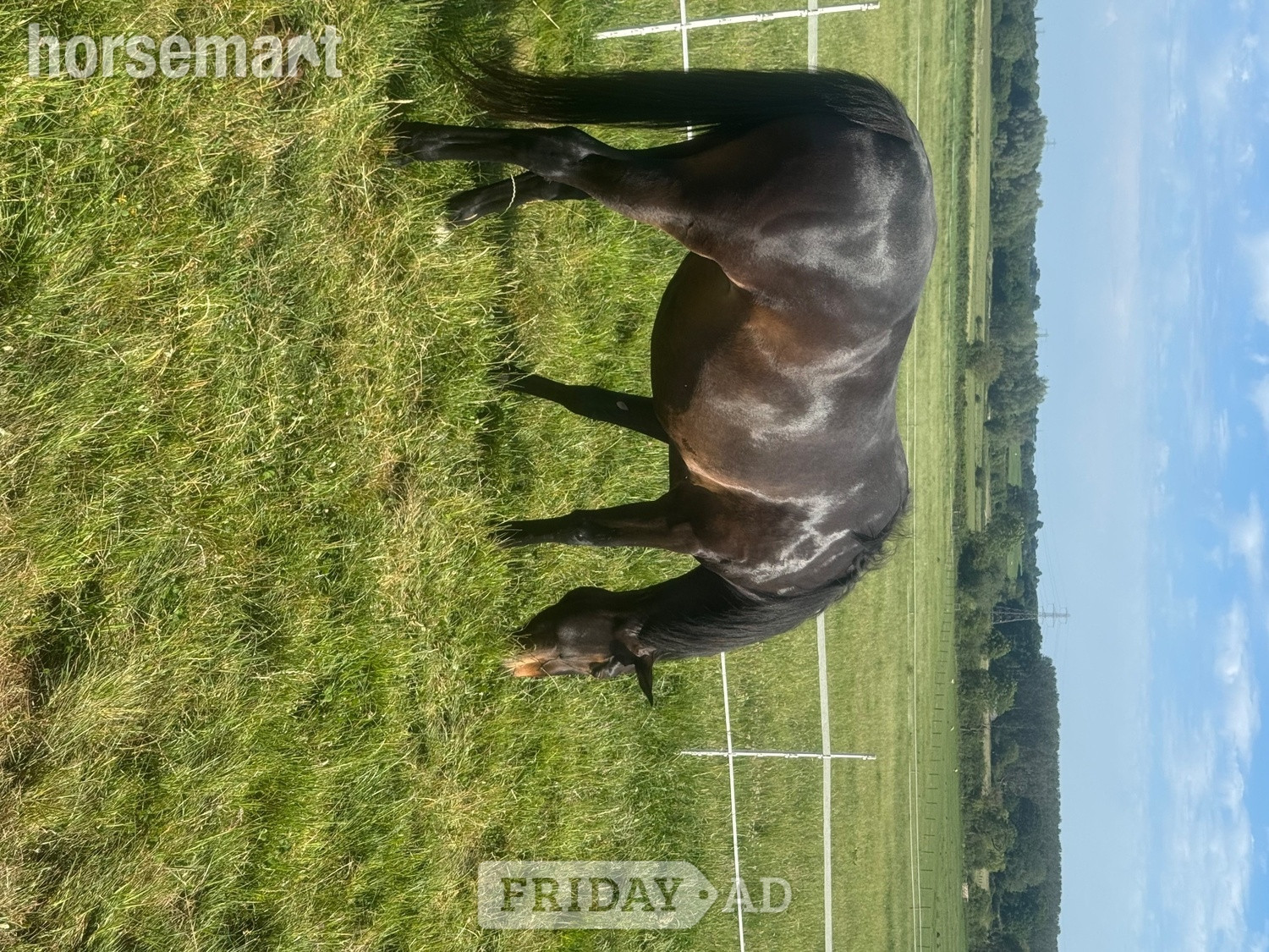 "Evie Grace 'Seren'" Bay Roan Mare Project Horse