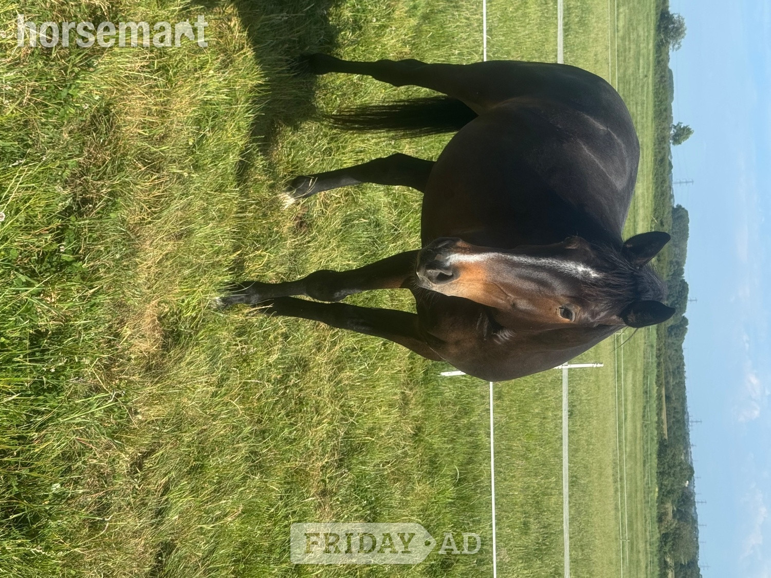 "Evie Grace 'Seren'" Bay Roan Mare Project Horse in Padbury