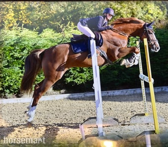 "Havana Gold (Lexi) " Chestnut Mare Show Jumper