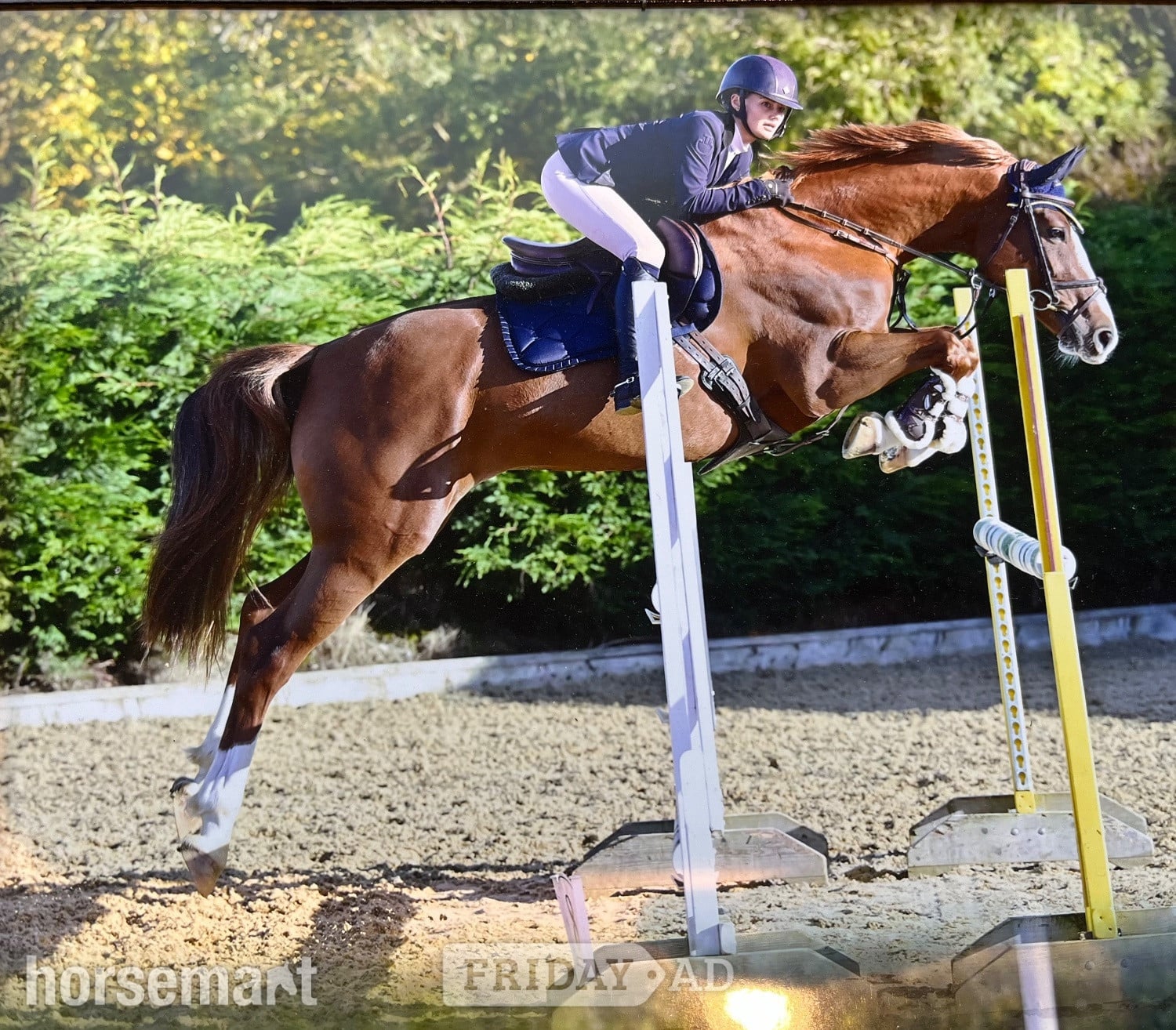 "Havana Gold (Lexi) " Chestnut Mare Show Jumper in Carlisle