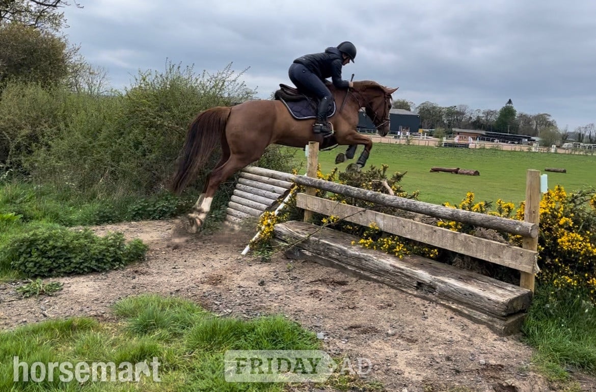 "Havana Gold (Lexi) " Chestnut Mare Show Jumper
