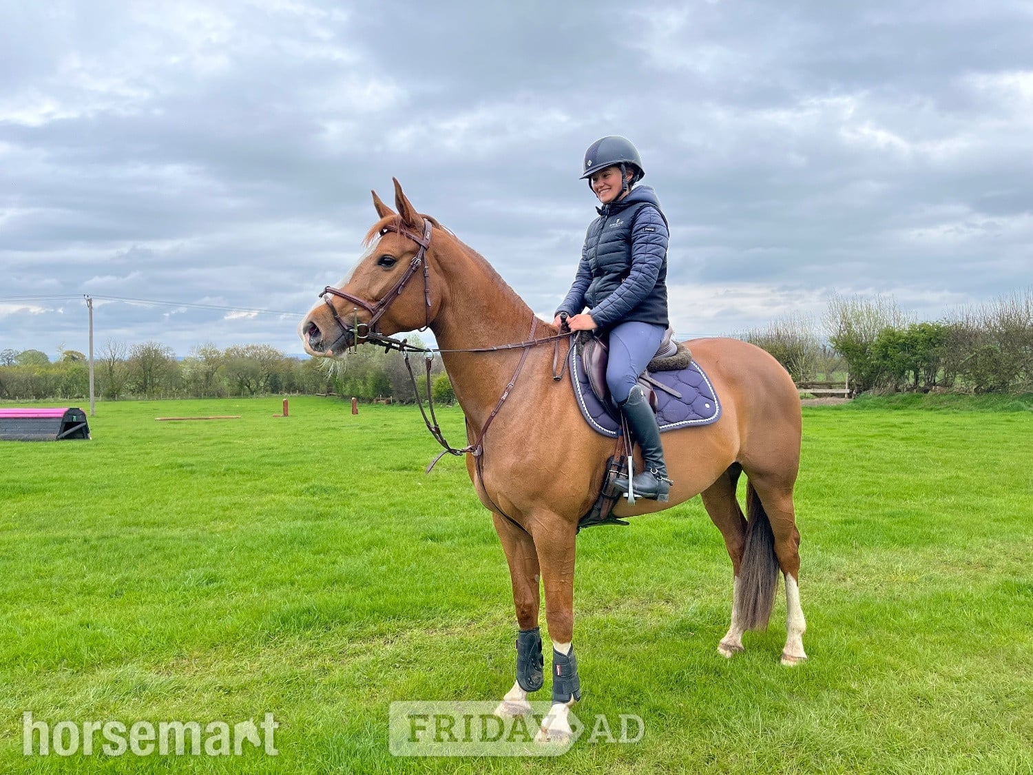 Carlisle "Havana Gold (Lexi) " Chestnut Mare Show Jumper