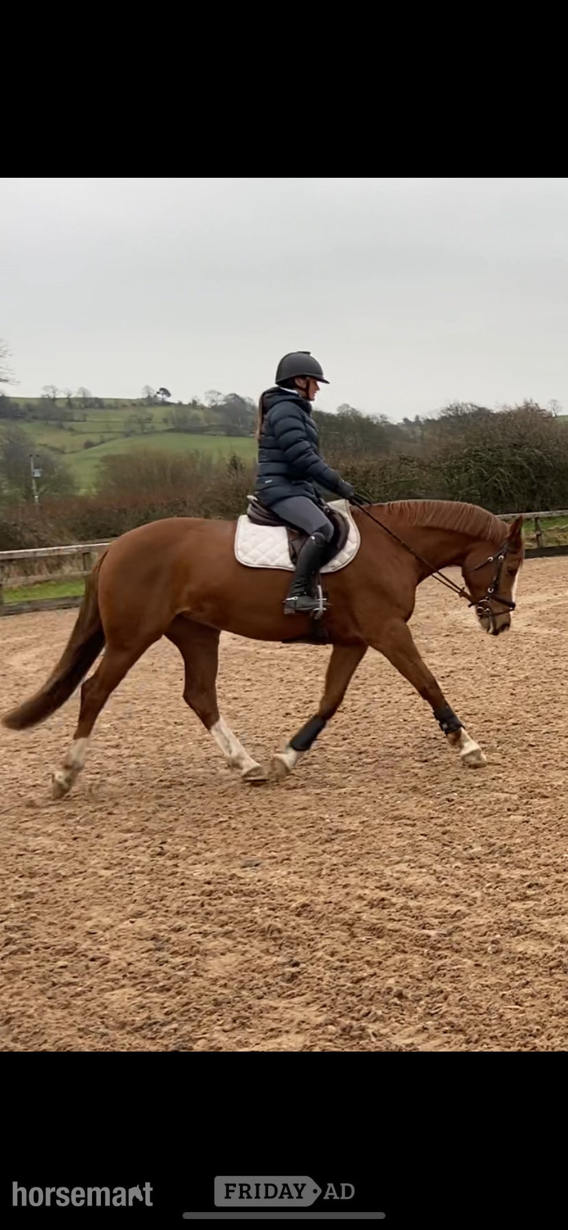 "Havana Gold (Lexi) " Chestnut Mare Show Jumper - Horses in Carlisle