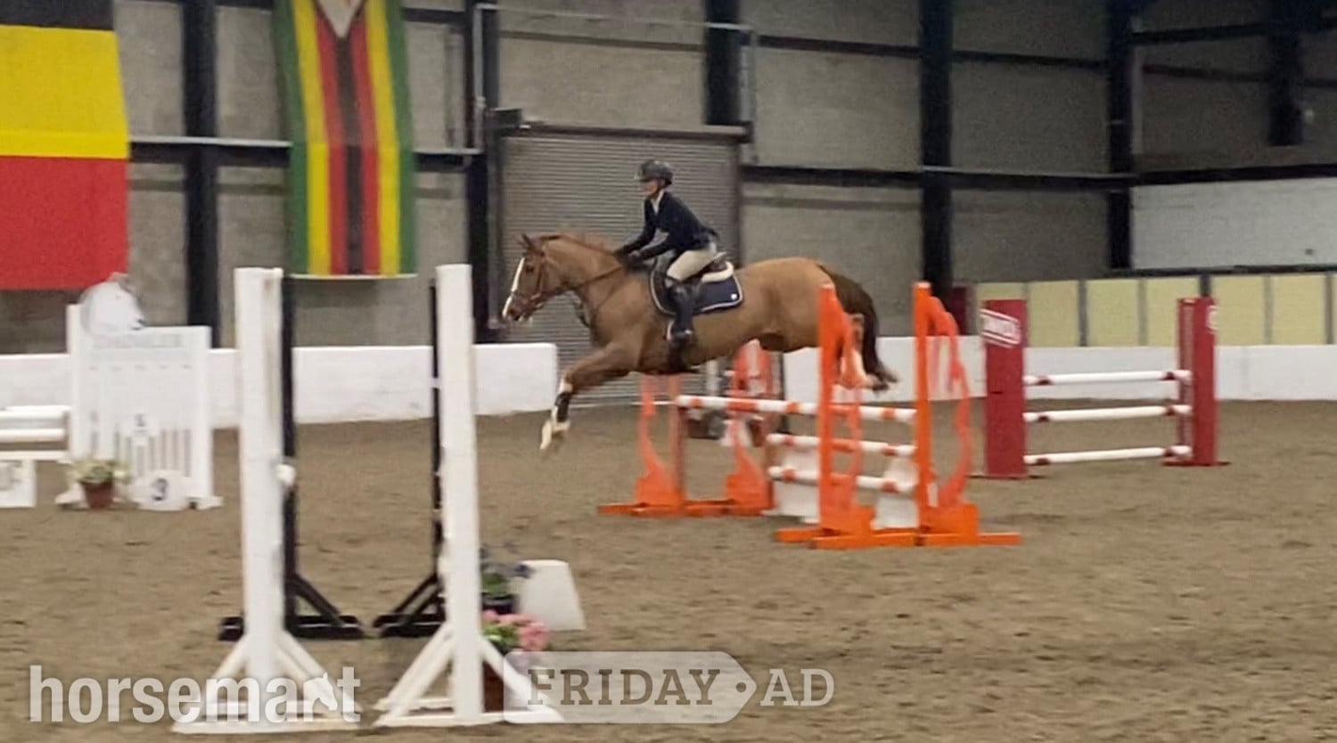 "Havana Gold (Lexi) " Chestnut Mare Show Jumper - Horses