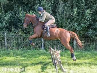"Chiddock Timeline" Chestnut Gelding All Rounder
