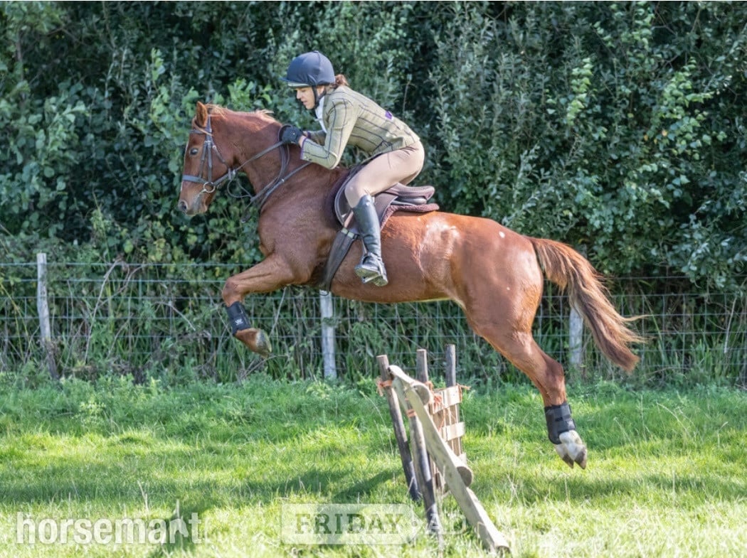 "Chiddock Timeline" Chestnut Gelding All Rounder in Swanley